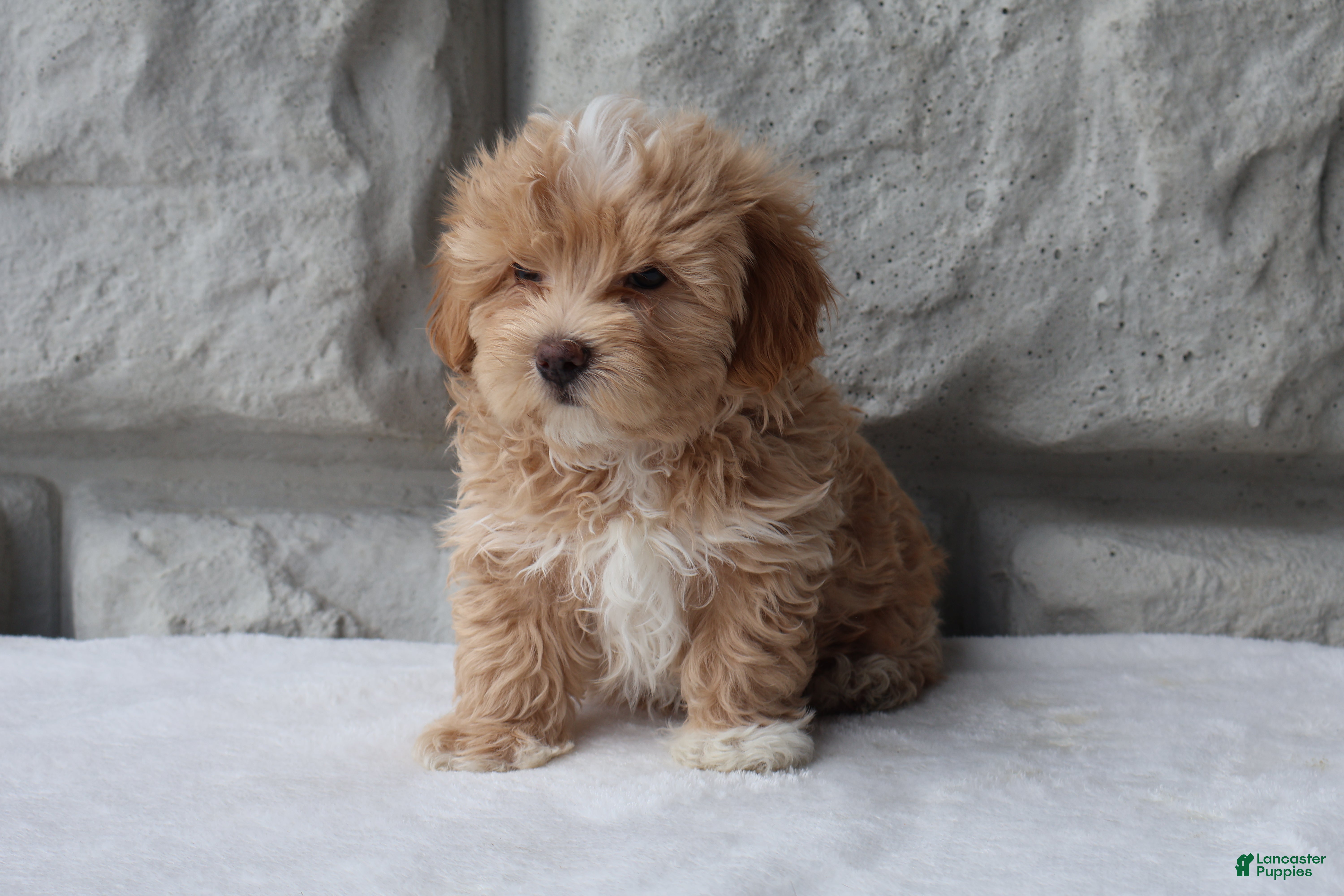 Maltipoo dogs Max - Ad 2