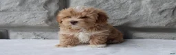 Maltipoo dogs for sale: Max - Ad 2