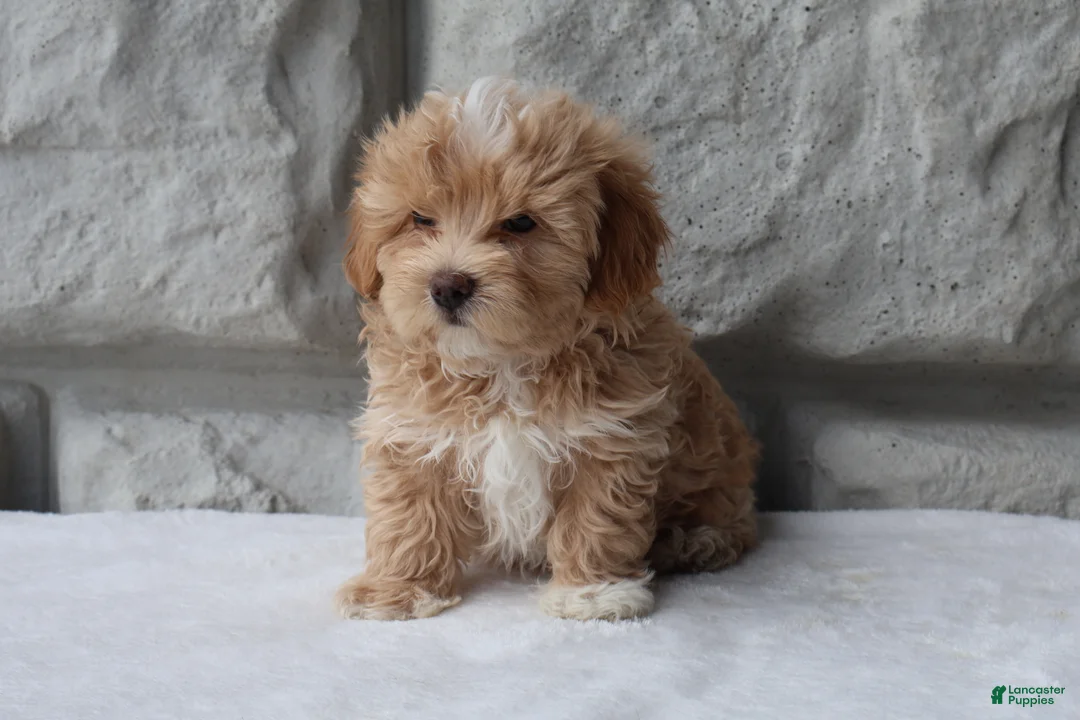 Maltipoo dogs for sale: Max - Ad 2