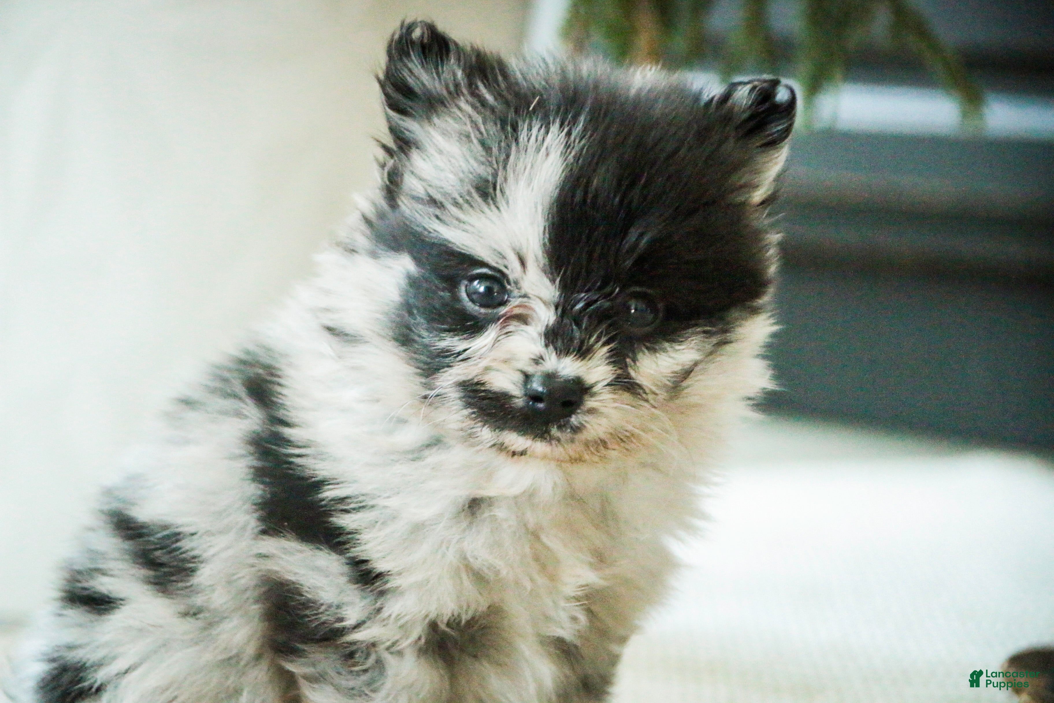 Pomeranian dogs Tucker - Ad 1