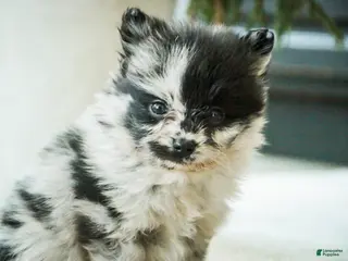 Pomeranian dogs for sale: Tucker - Ad 2