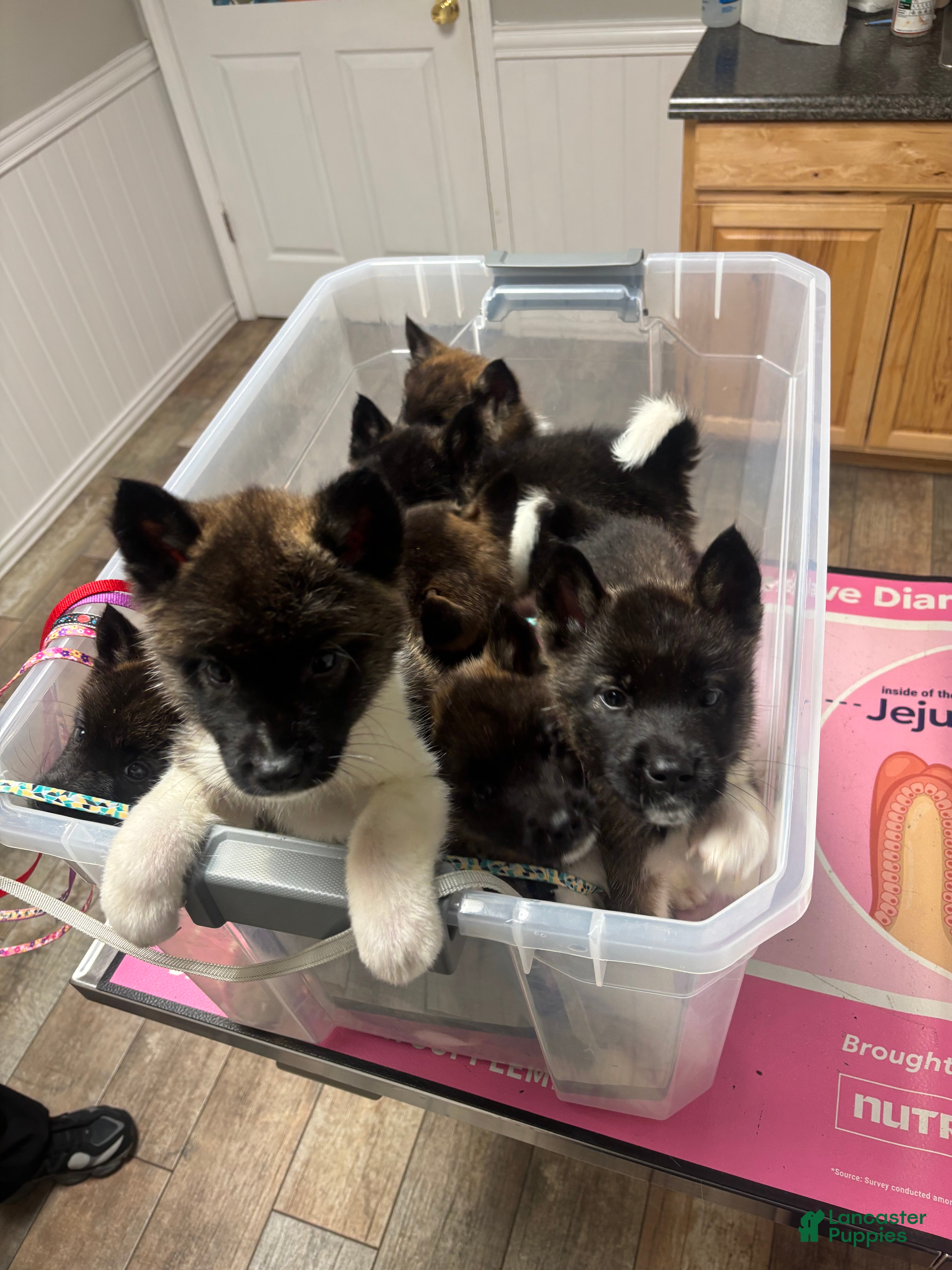 Akita dogs Akita 6 - Ad 2