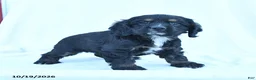 English Cocker Spaniel dogs for sale: Muffin - Ad 5