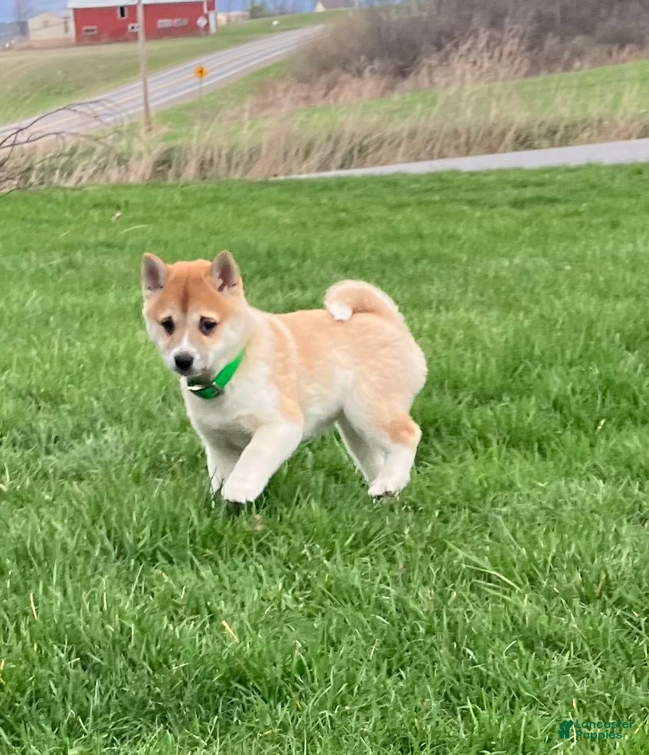 Shiba Inu dogs Awesome - Ad 2