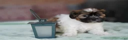 Shih Tzu dogs for sale: Male - scout - Ad 2