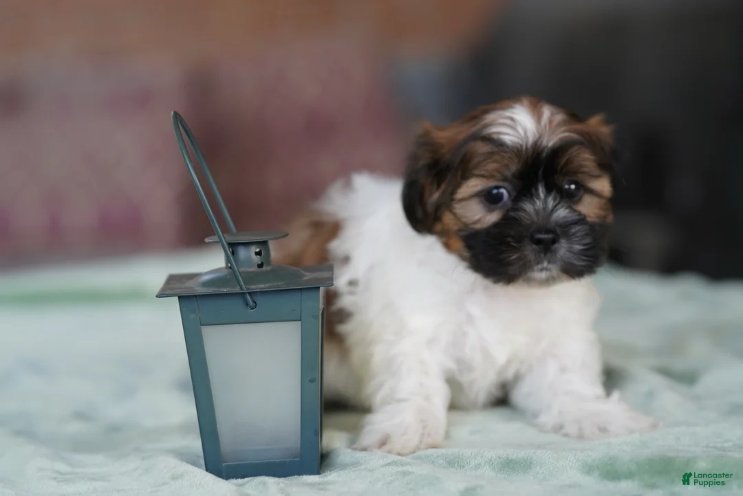Shih Tzu dogs for sale: Male - scout - Ad 2