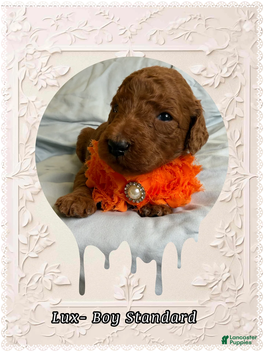 Standard Poodle dogs for sale: Lux  - Ad 3