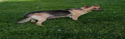 German Shepherd dogs for sale: Mason  - Ad 16