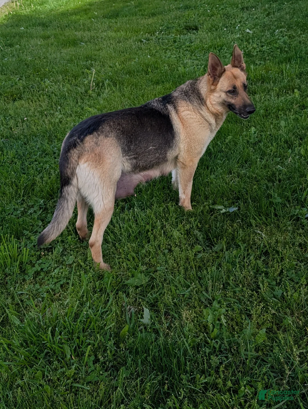 German Shepherd dogs for sale: Mason  - Ad 16