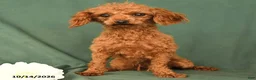 Toy Poodle dogs for sale: Henry - Ad 7