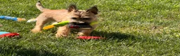 Cairn Terrier dogs for sale: Johnny  - Ad 8