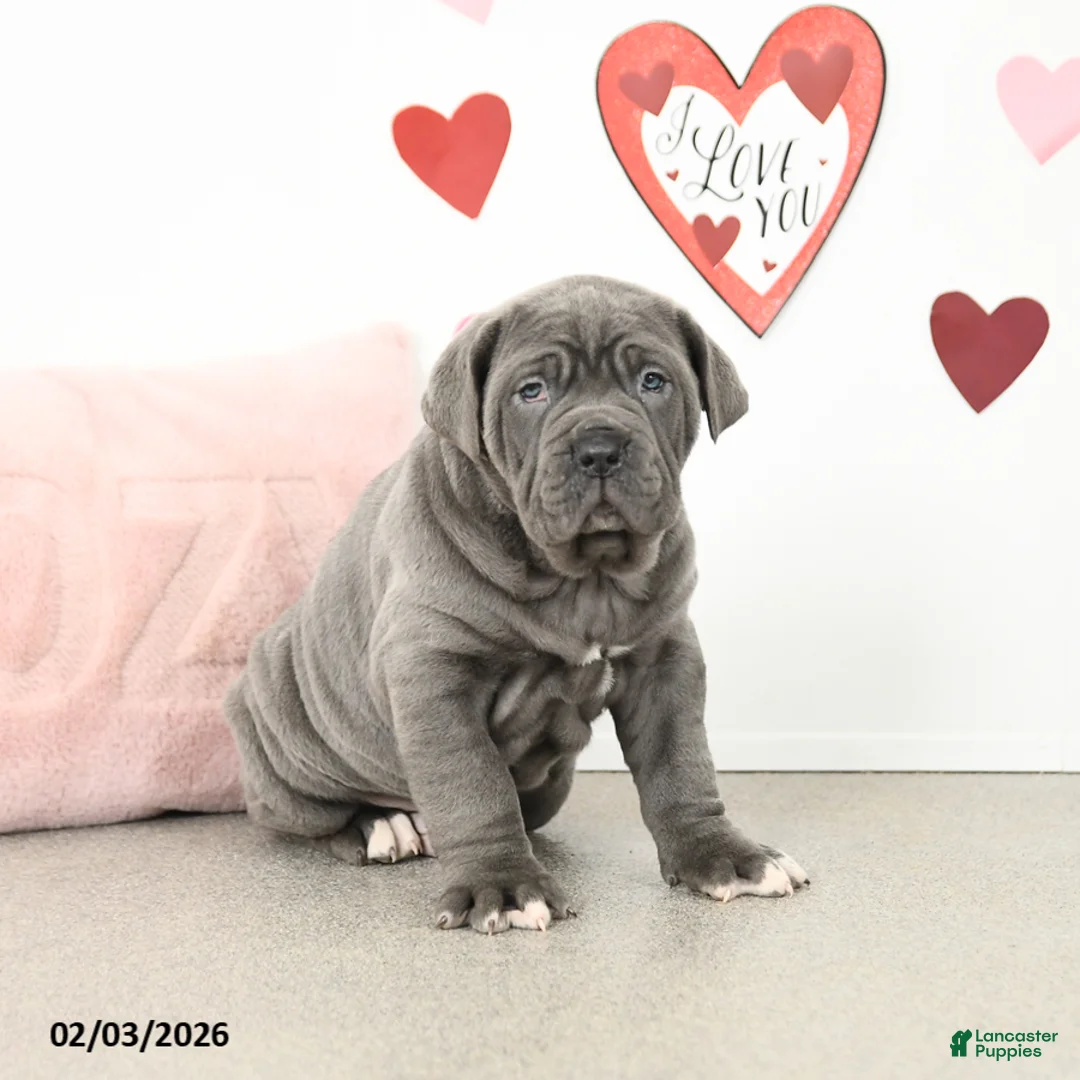 Cane Corso dogs for sale: Chase - Ad 3