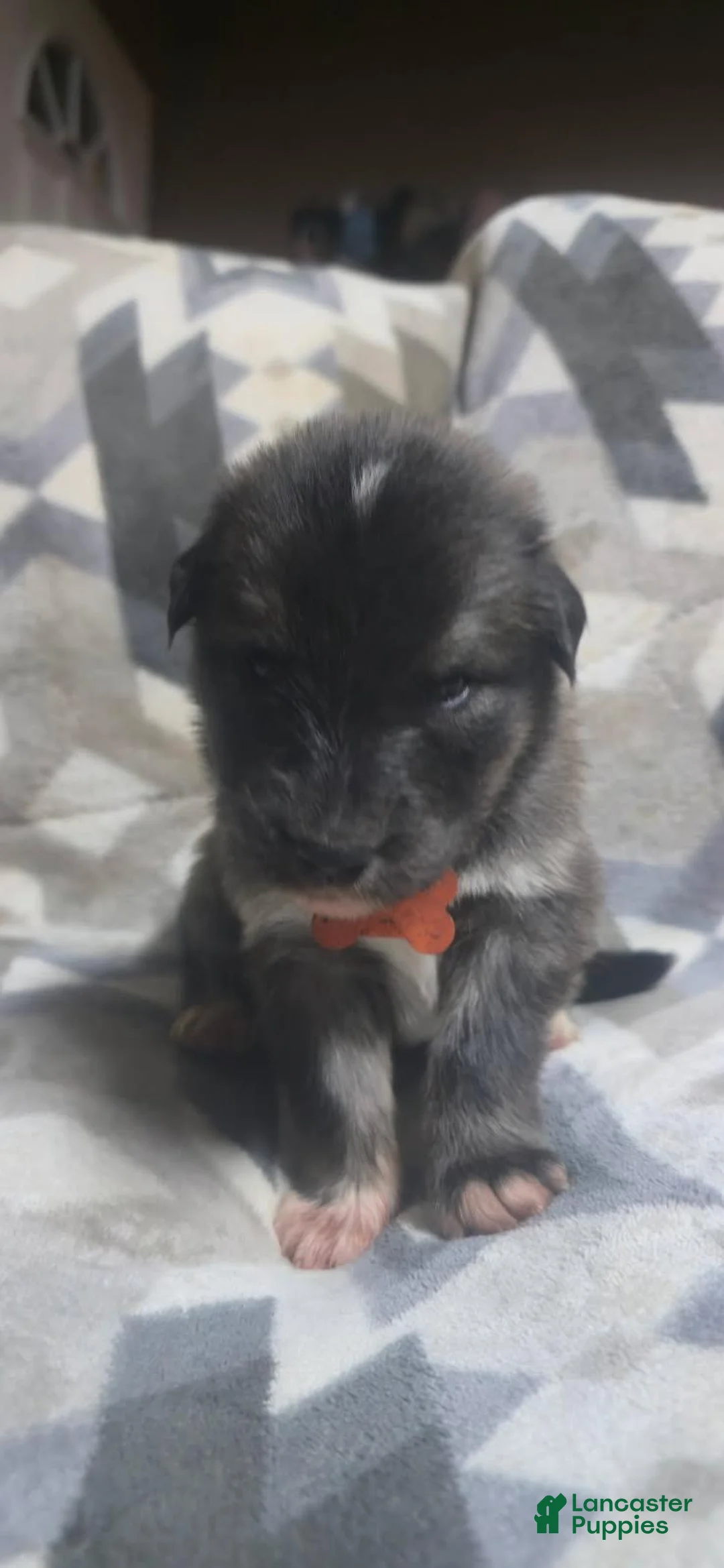 Mixed Breed dogs for sale: Mixed Breed Puppy 11 - Ad 1