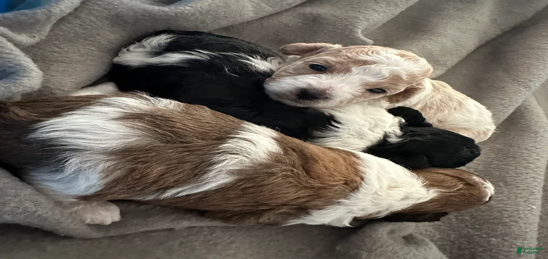 Gallery Image {{count}}