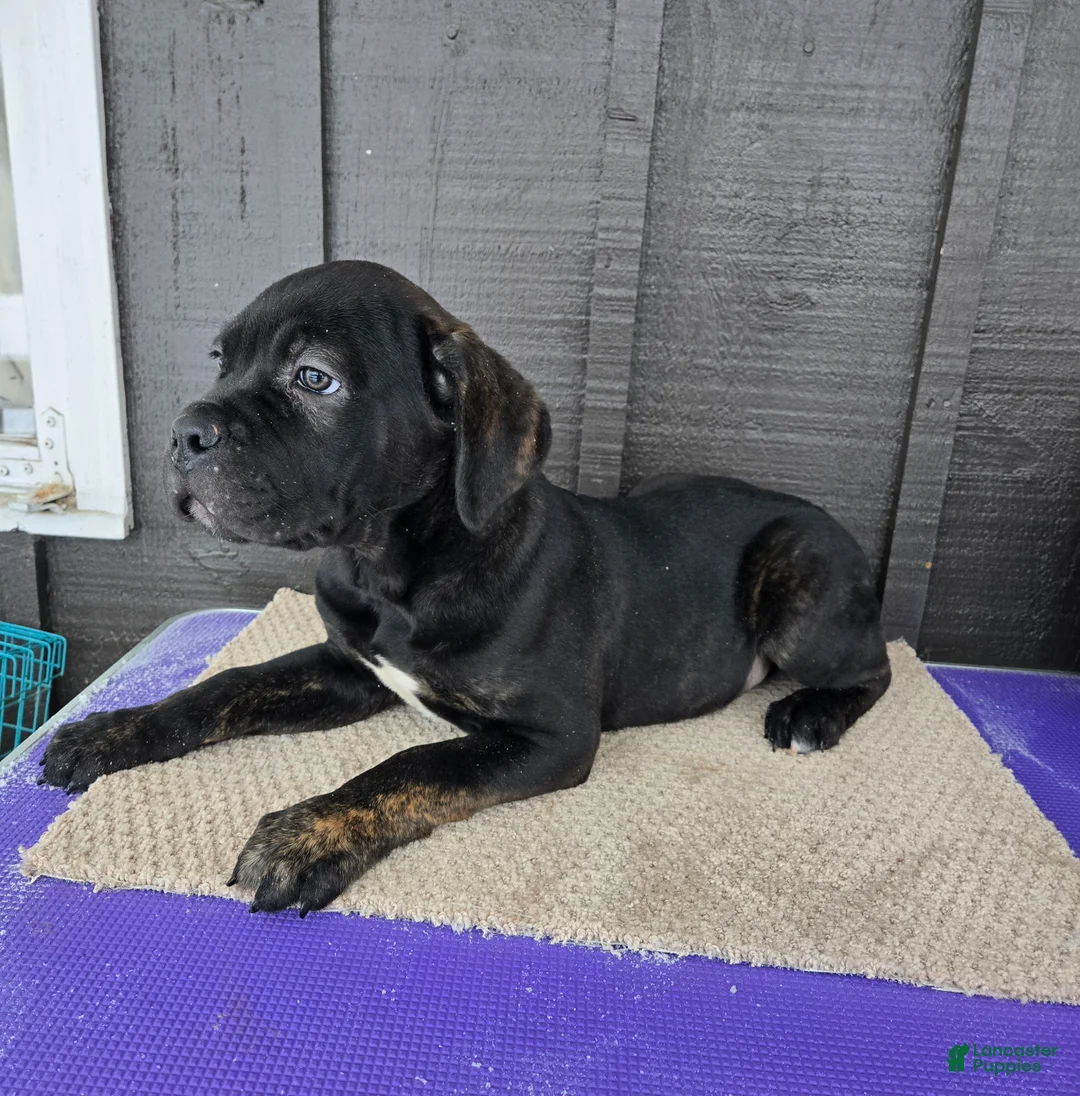 Cane Corso dogs for sale: ICCF Luigi  - Ad 1