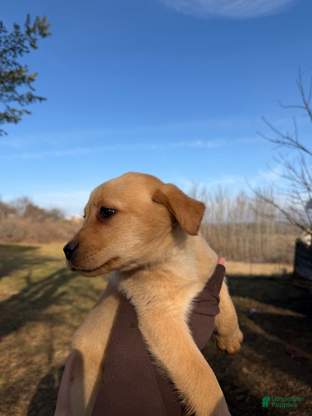 Labrador Retriever dogs for sale: Turbo - Ad 3