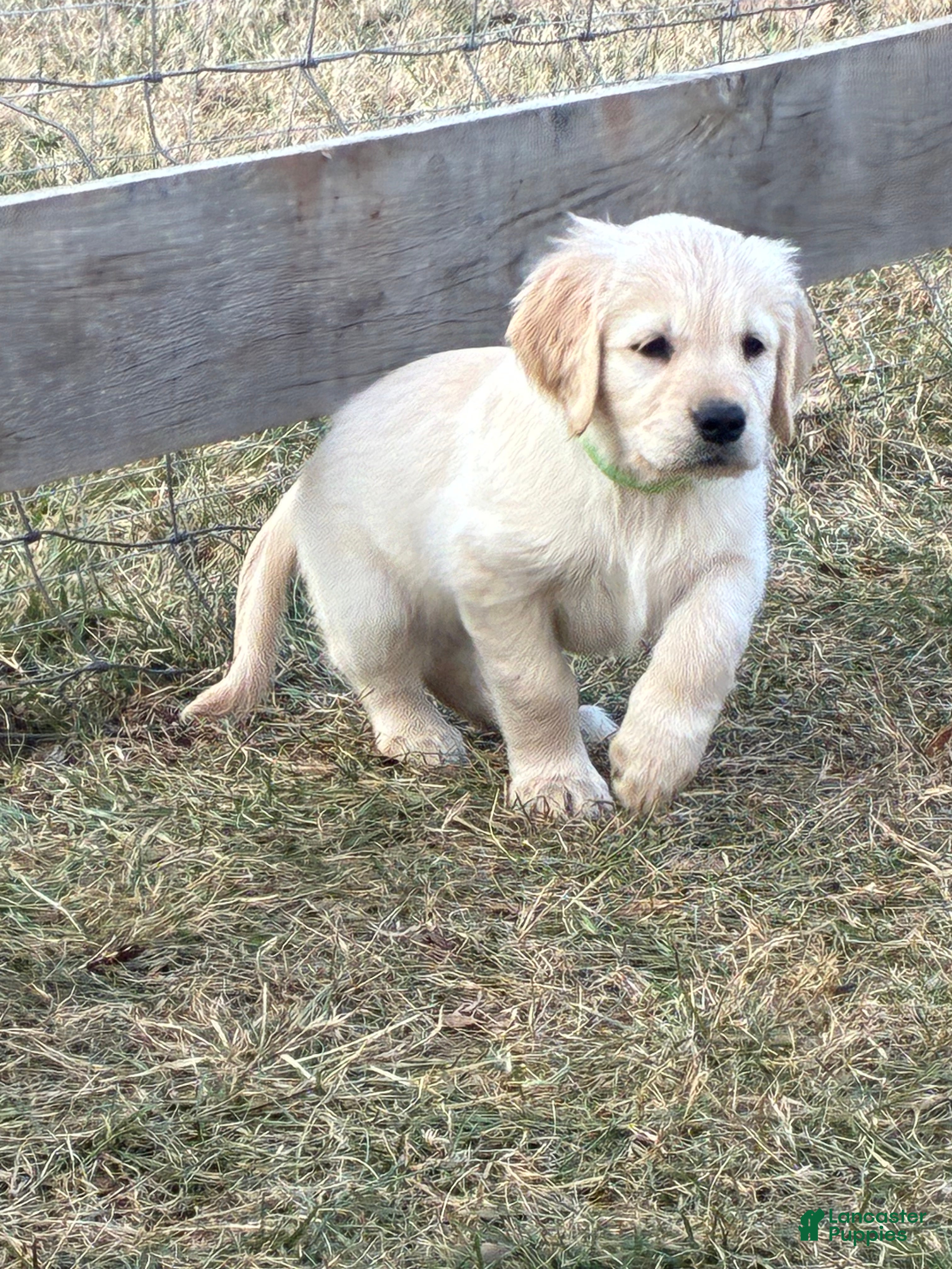 Golden Retriever dogs Annie - Ad 28