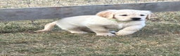 Golden Retriever dogs for sale: Annie - Ad 1