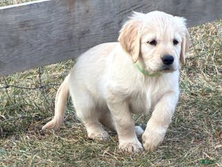 Golden Retriever dogs Annie - Ad 27