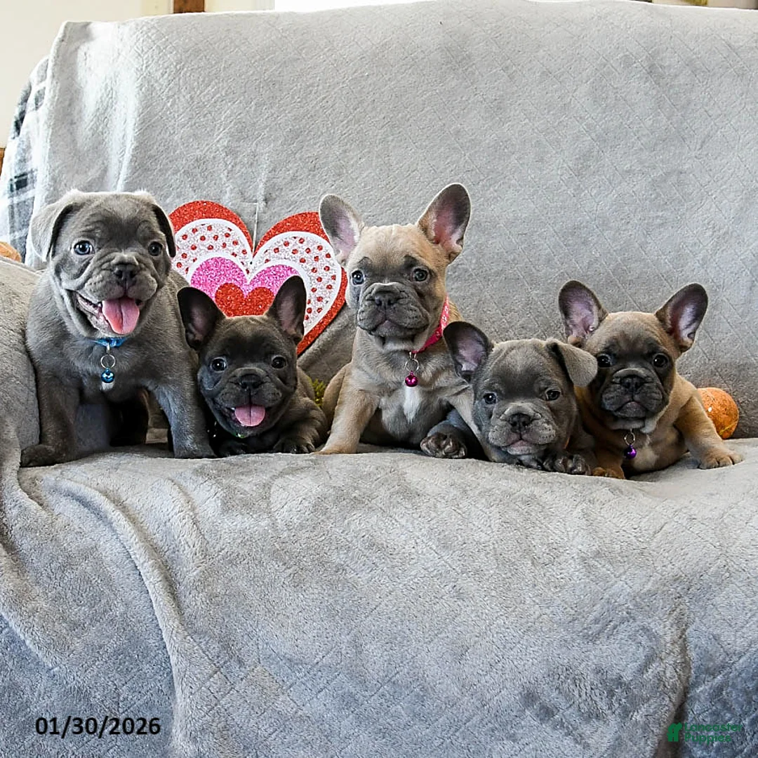 French Bulldog dogs for sale: Willow - Ad 5