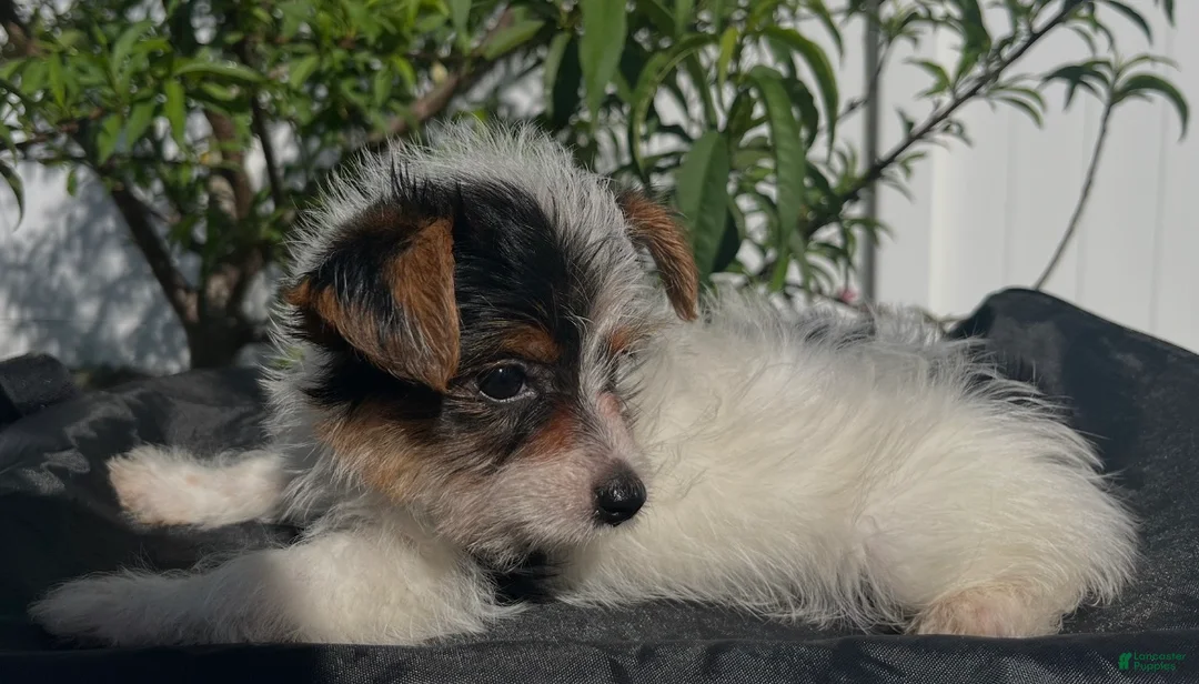 Yorkshire Terrier dogs for sale: Yorkshire Terrier Puppy 1 - Ad 2