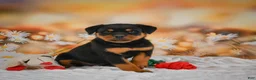 Rottweiler dogs for sale: Macy - Ad 5