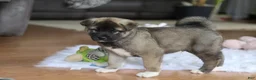 Akita dogs for sale: Ace - Ad 2