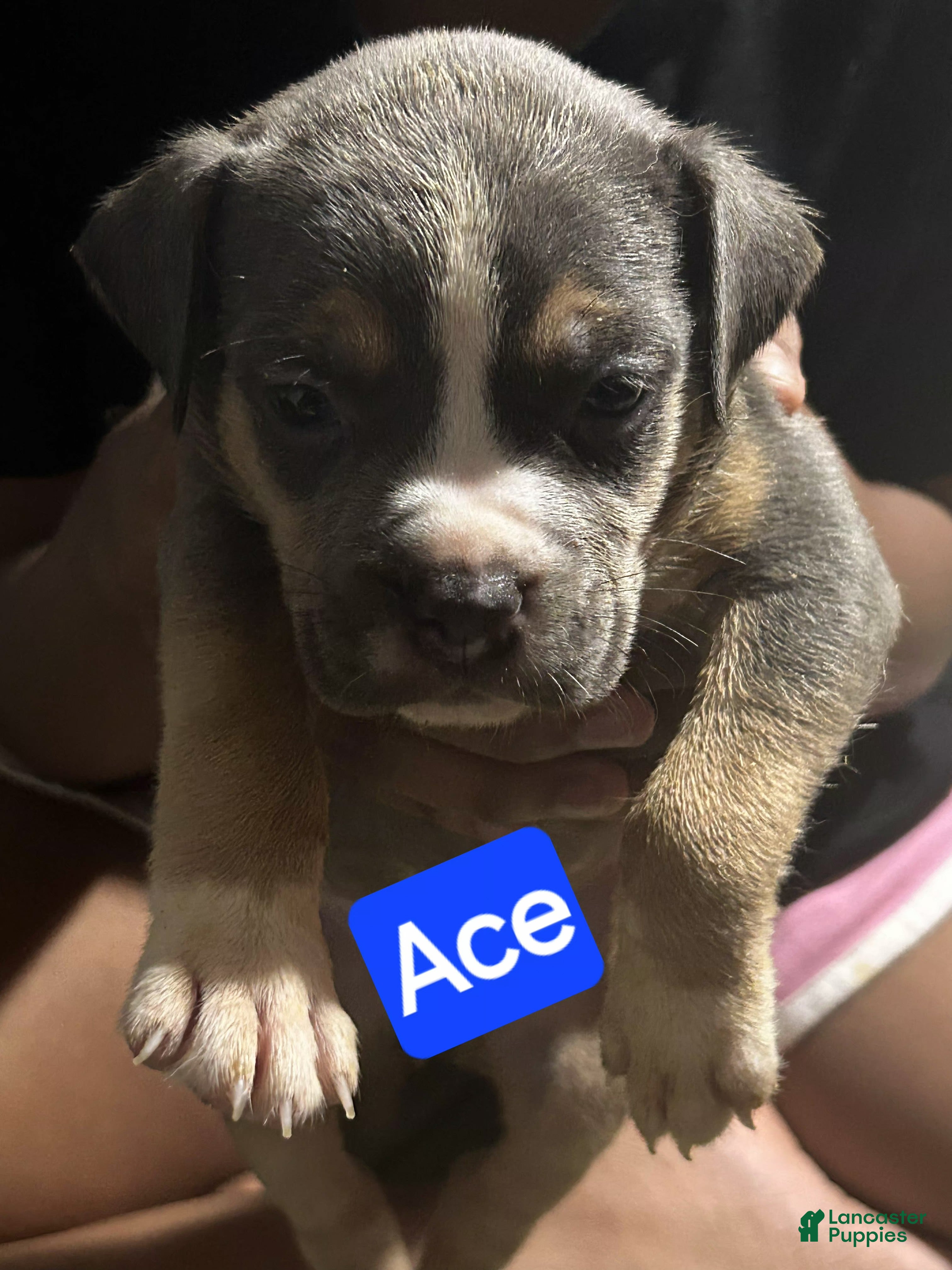 American Bully dogs for sale: Ace - Ad 3
