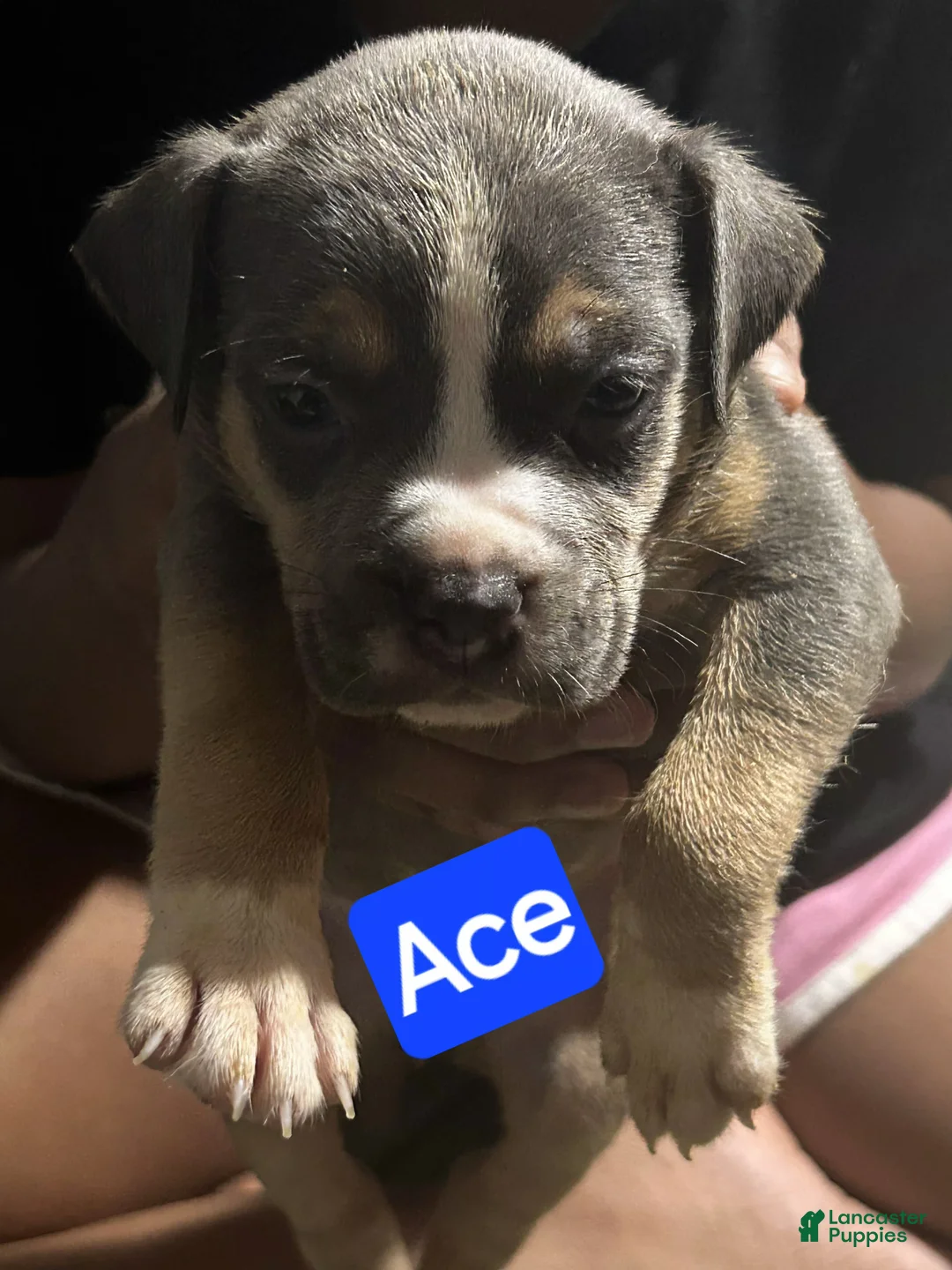 American Bully dogs for sale: Ace - Ad 1