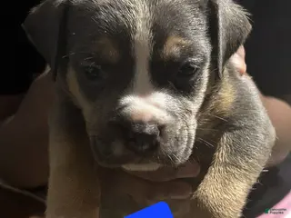 American Bully dogs Ace - Ad 12