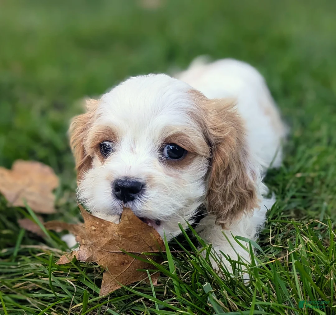Cavapoo dogs for sale: Mr Colby - Ad 1