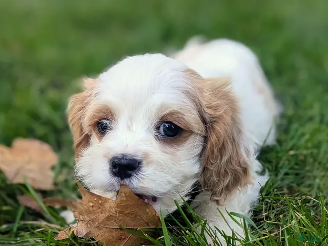 Cavapoo dogs for sale: Mr Colby - Ad 1