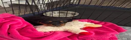 Rottweiler dogs for sale: Rocky - Ad 2