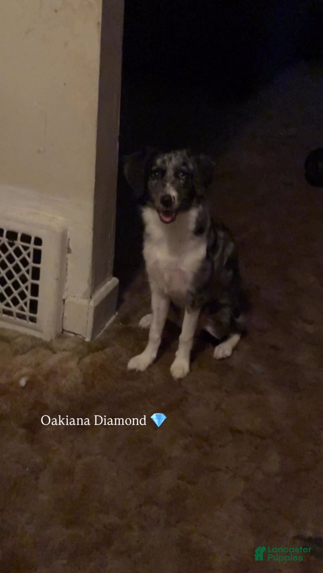 Mixed Breed dogs for sale: Oakley - Ad 6