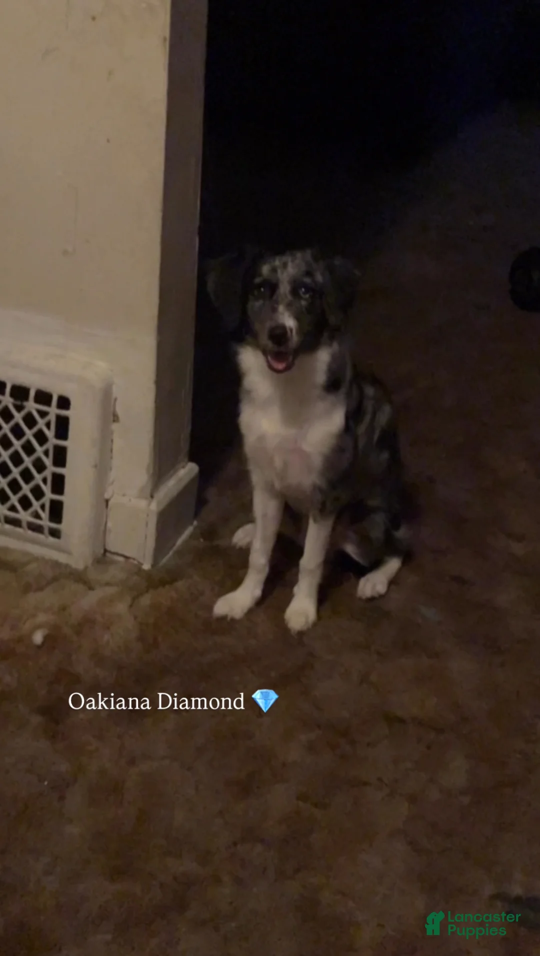 Mixed Breed dogs for sale: Oakley - Ad 6