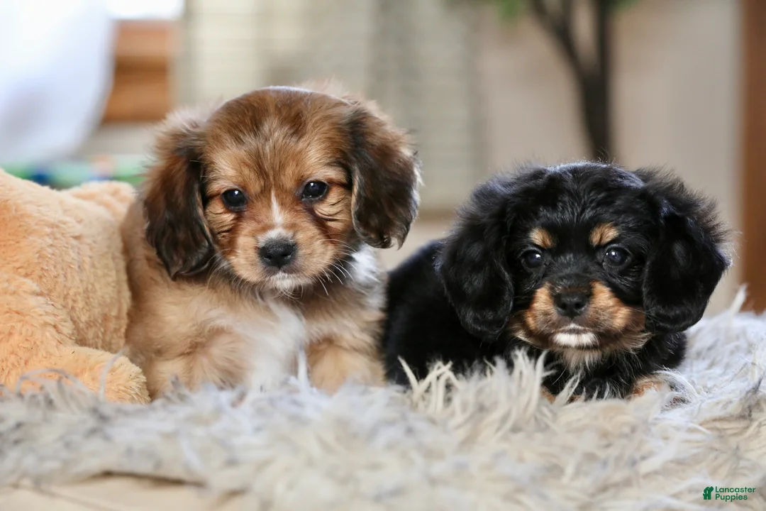 Mixed Breed dogs for sale: Cavalon Midnight - Ad 13