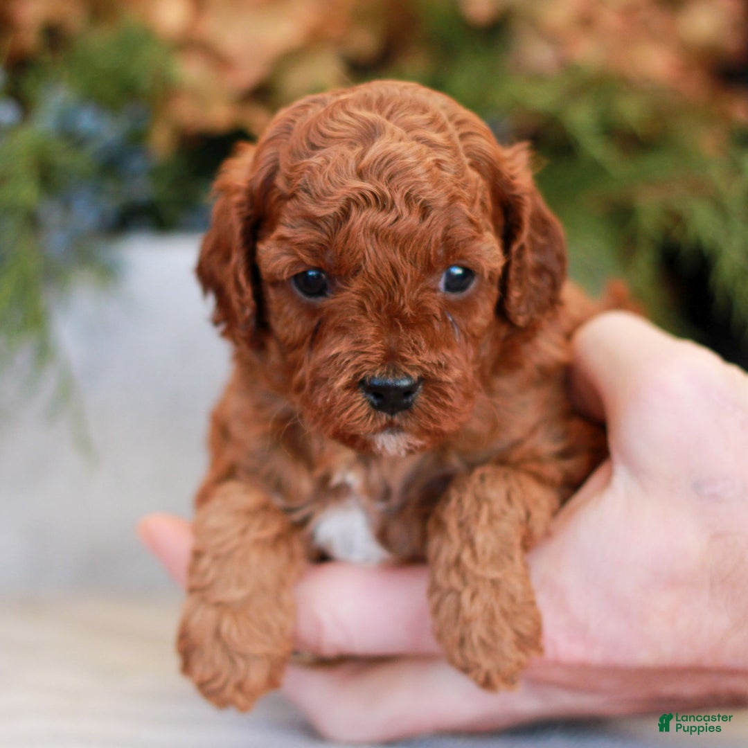 Cavapoo dogs for sale: Molly  - Ad 6