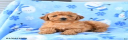 Mini Goldendoodle dogs for sale: Wren - Ad 2