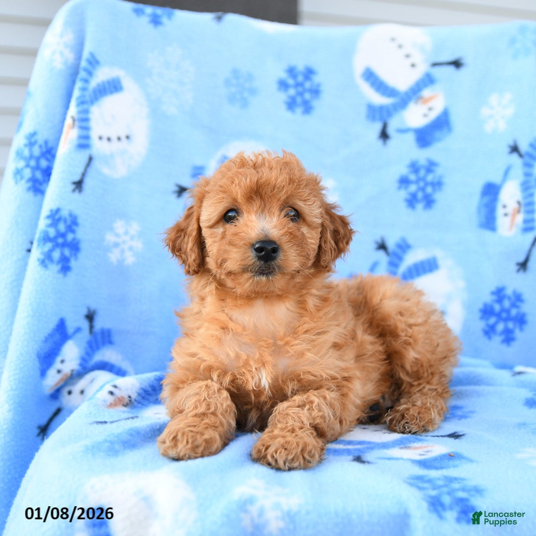 Mini Goldendoodle dogs for sale: Wren - Ad 2
