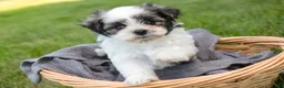 Havanese dogs for sale: Finnegan - Ad 3