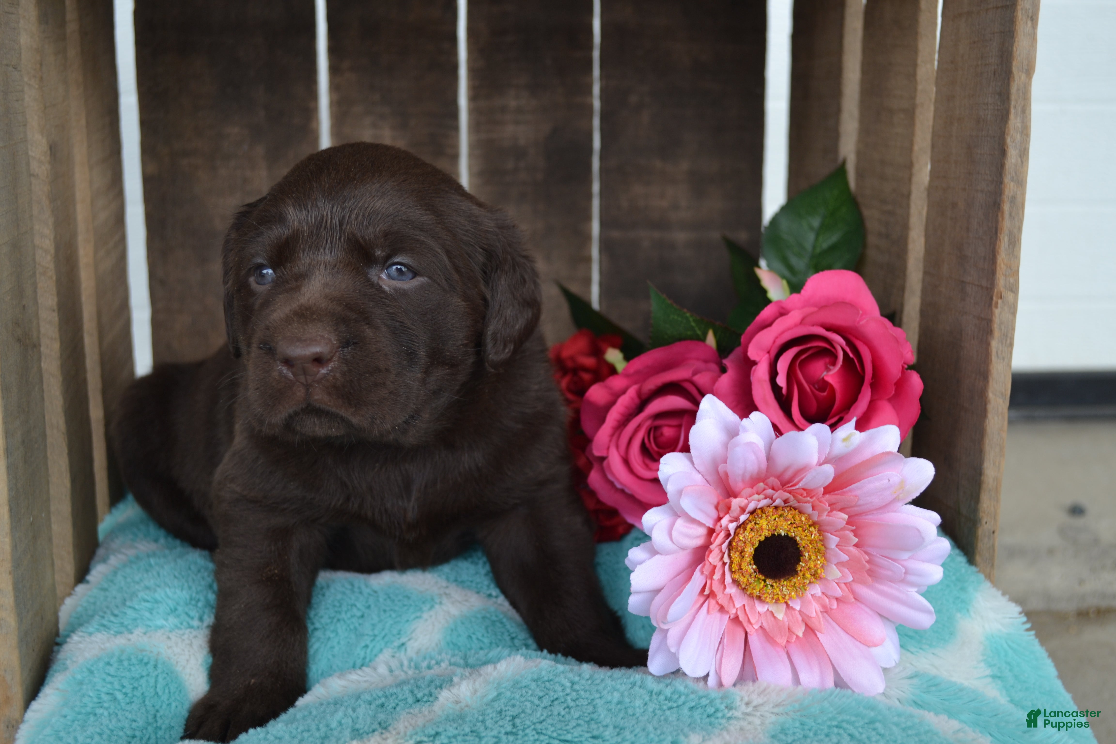 Labrador Retriever dogs Lynda - Ad 42