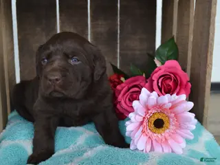 Labrador Retriever dogs Lynda - Ad 42