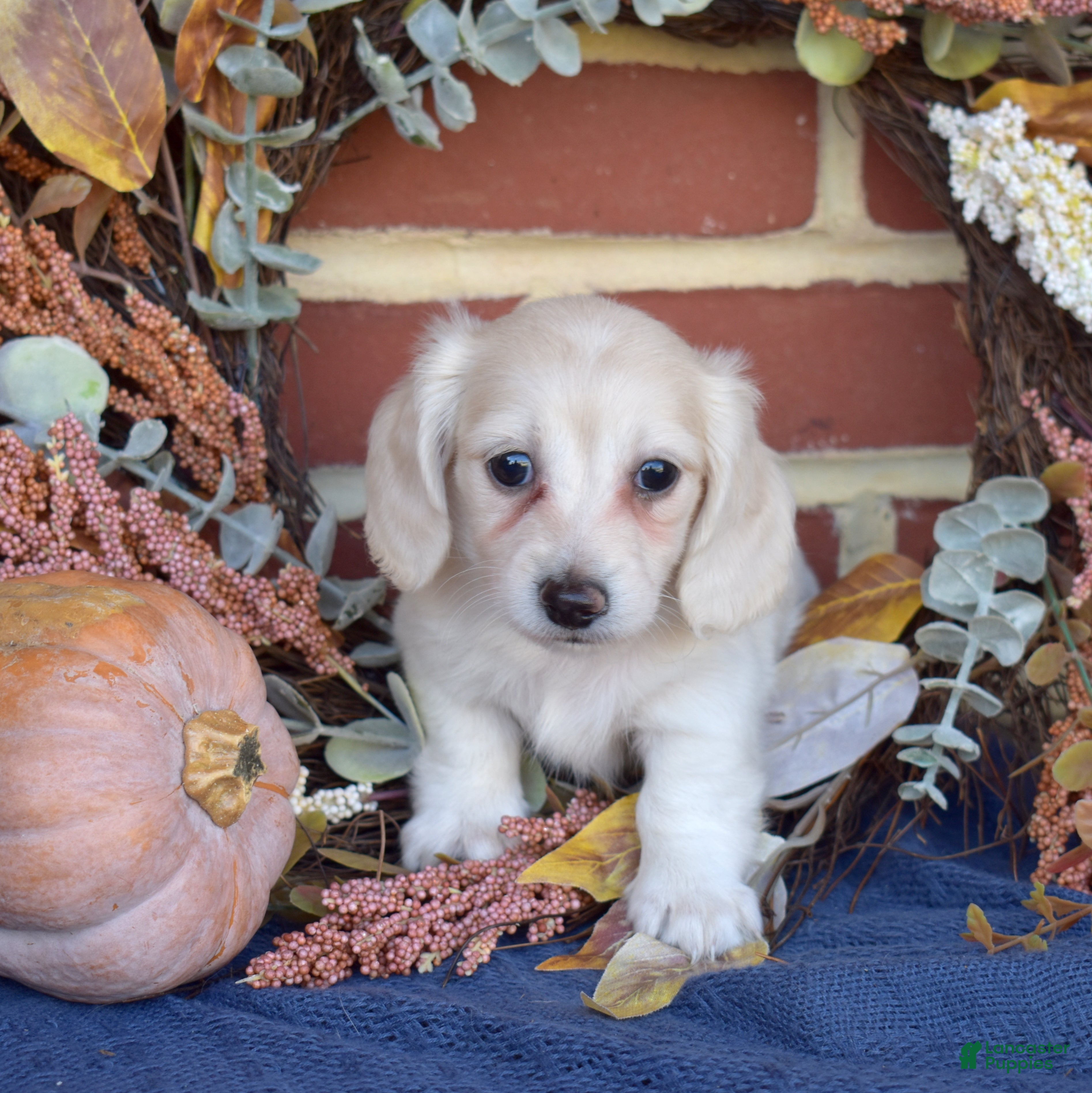 Miniature Dachshund dogs for sale: Cannoli - Ad 2
