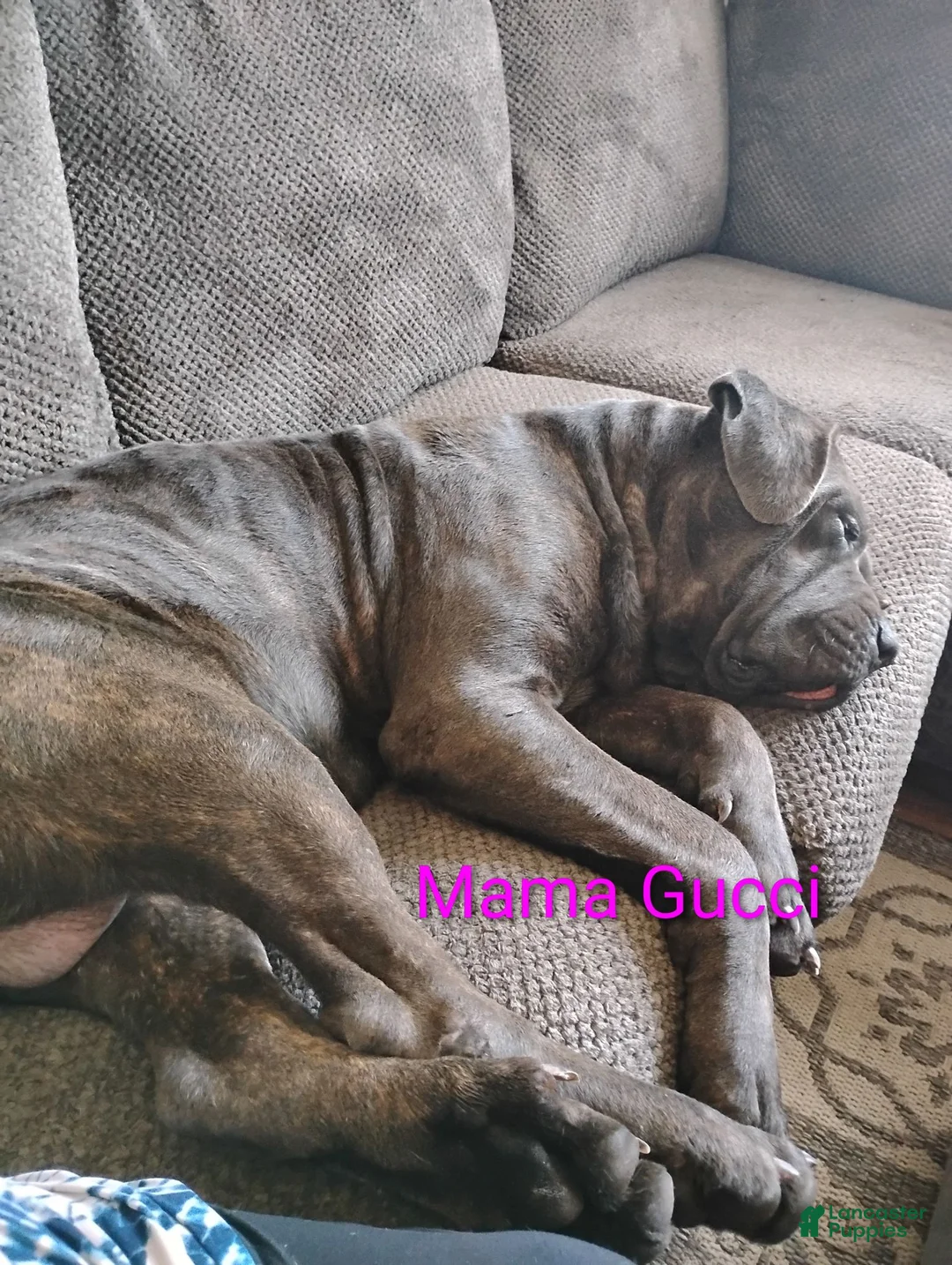 Cane Corso dogs for sale: Cane Corso 1 - Ad 2