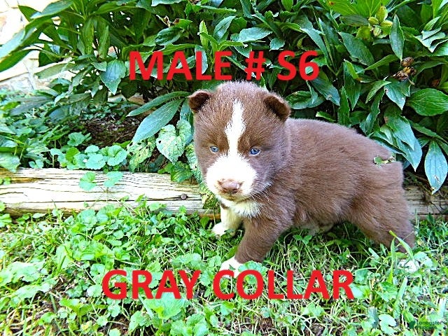 Siberian Husky dogs S6 - Ad 1