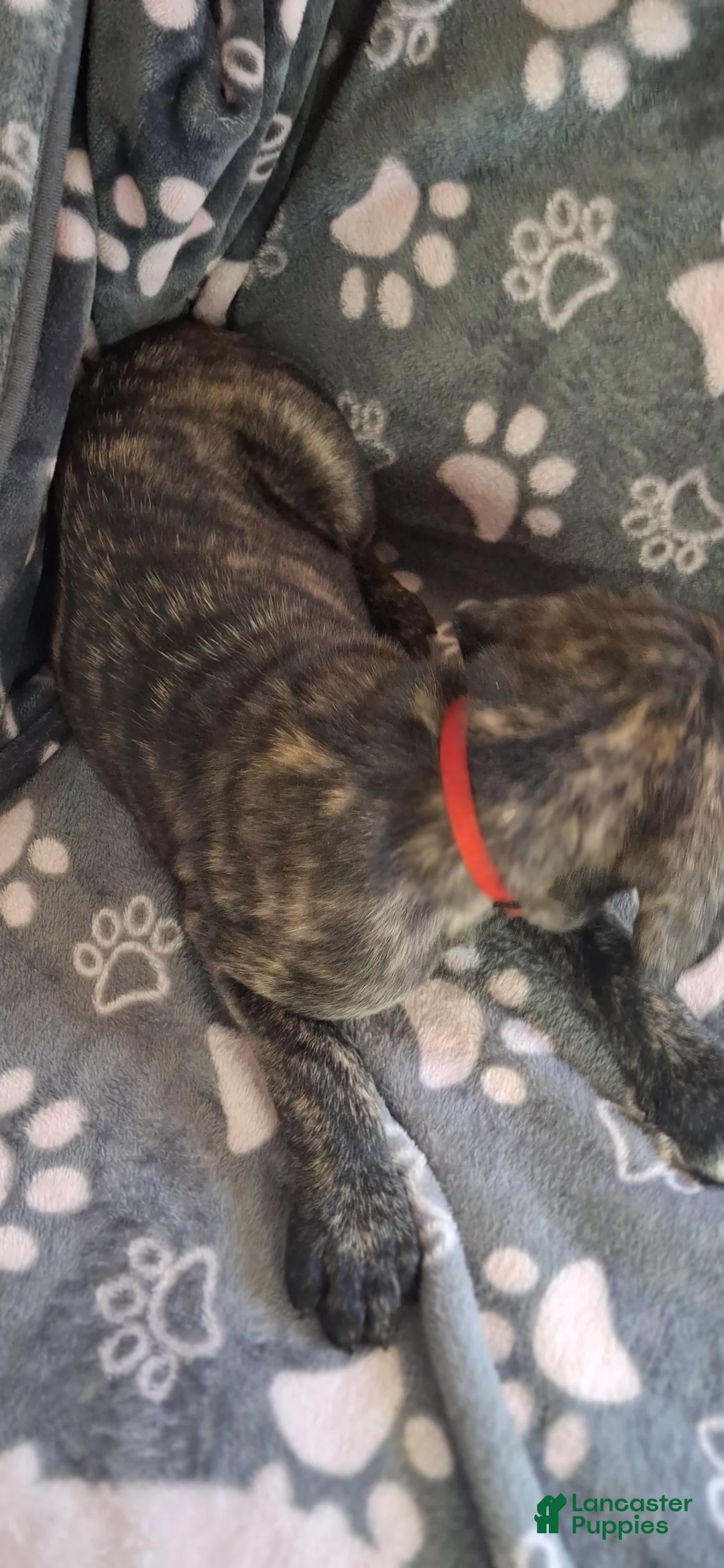 English Mastiff dogs for sale: Sequoia - Dark Brindle English Mastiff Puppy - Ad 2