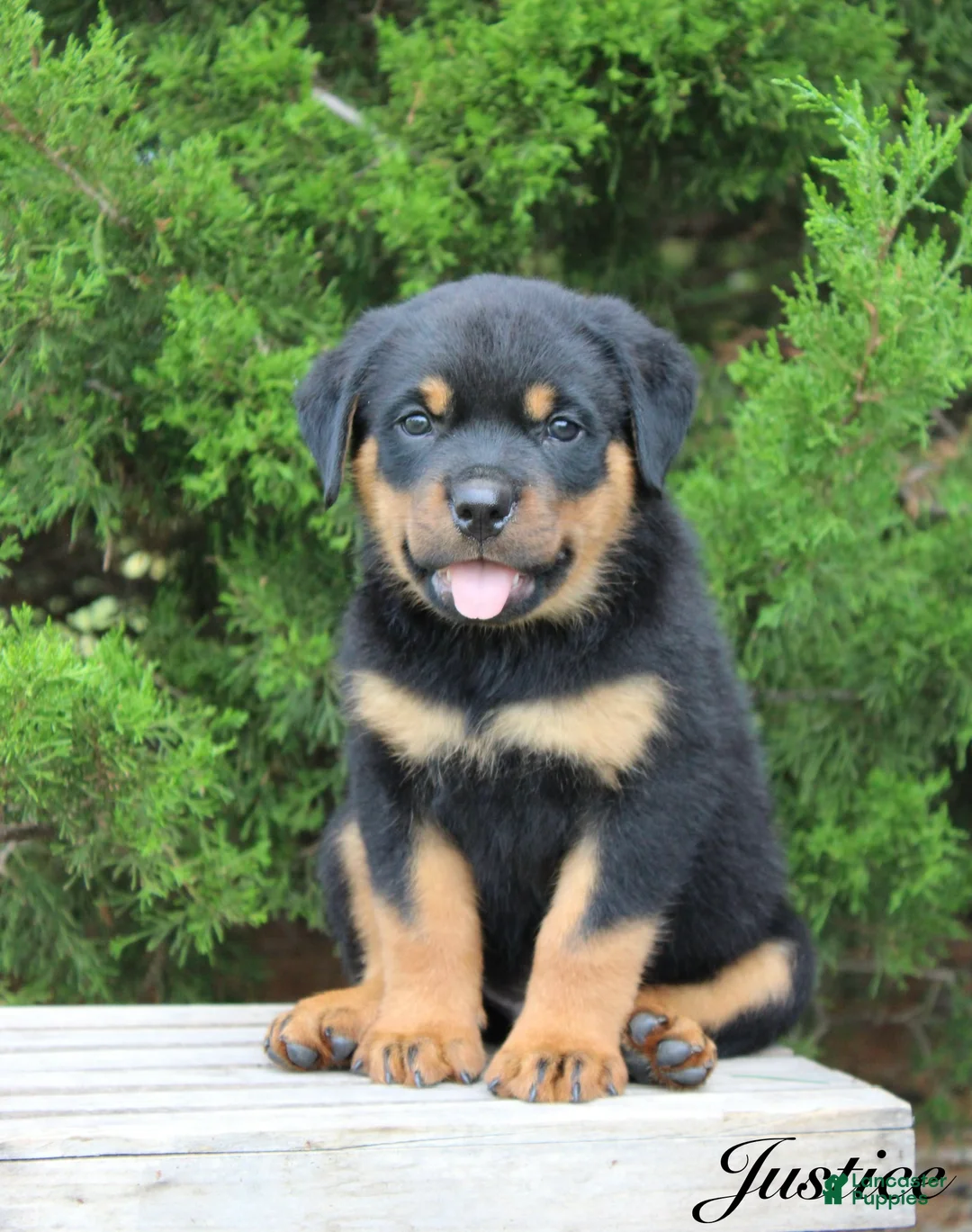Rottweiler dogs for sale: Justice - Ad 1