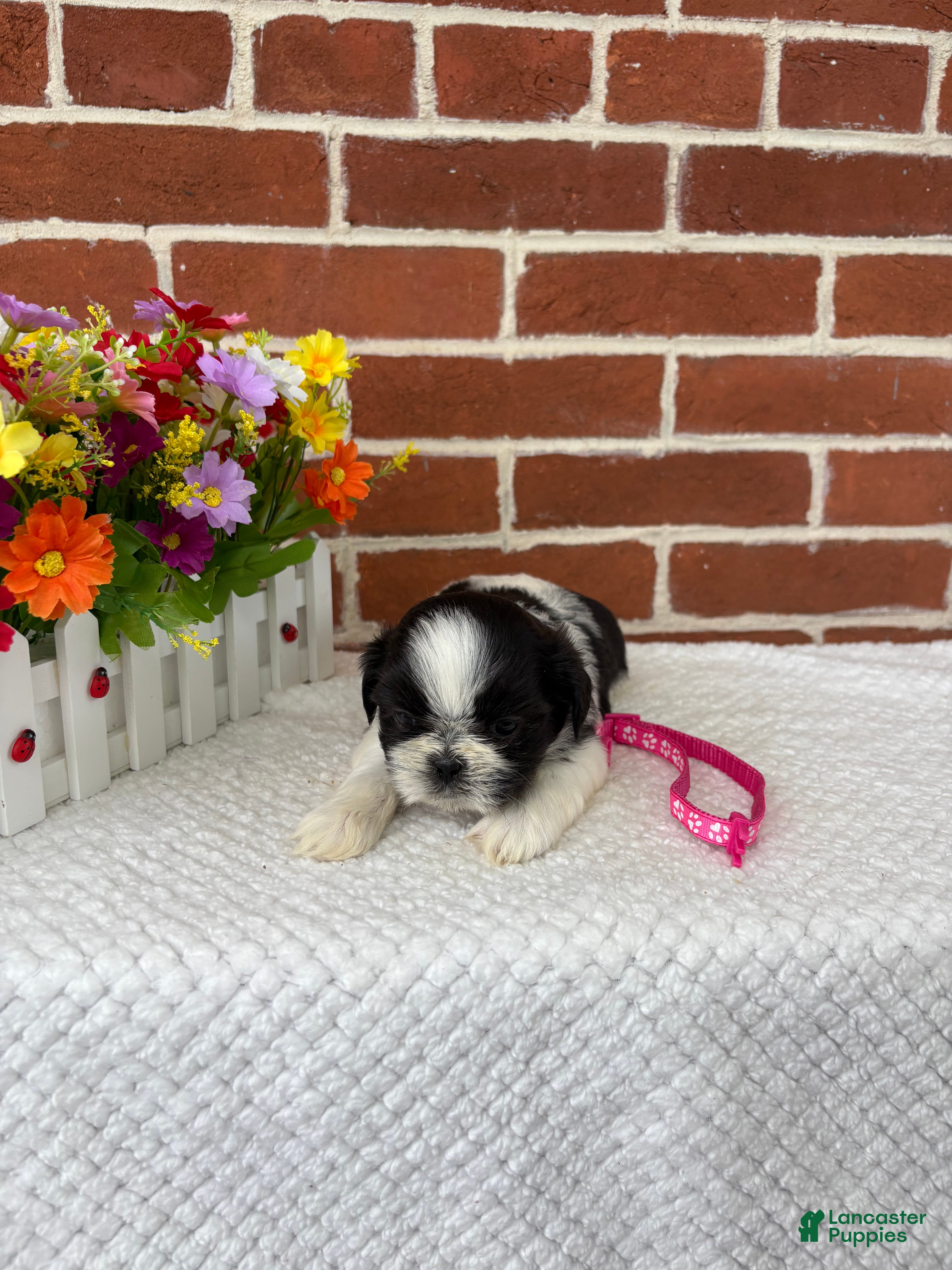 Shih Tzu dogs for sale: Lulu  - Ad 6