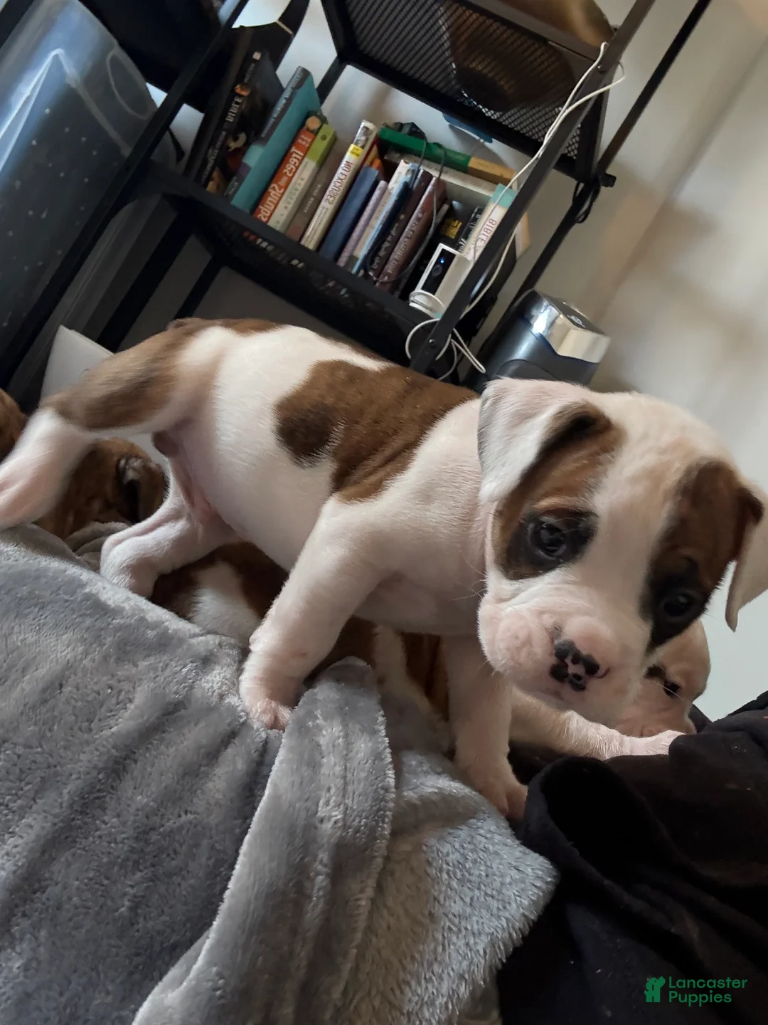 Mixed Breed dogs for sale: Mixed Breed Puppy 5 - Ad 1