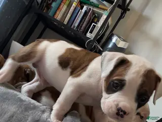 Mixed Breed dogs Mixed Breed Puppy 5 - Ad 7